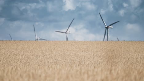 A-row-of-wind-turbines-in-the-fields-of-wheat