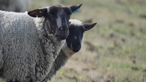 A-close-up-shot-of-the-white-wooly-sheep-with-black-faces