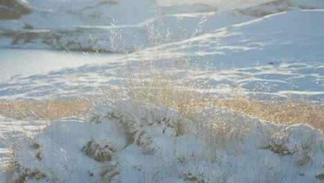 A-close-up-shot-of-the-dry-grass-backlit-by-the-low-sun-in-the-snowy-northern-landscape