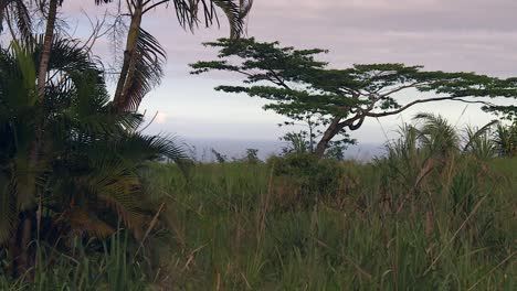 Hawaii-Hill-Top-Grassland-Tropical-Ferns-And-Trees-Against-Horizon