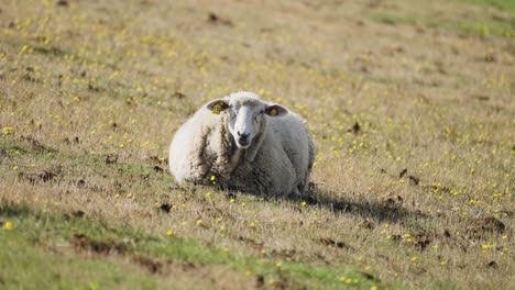 A-white-wooly-sheep-are-grazing-in-the-field