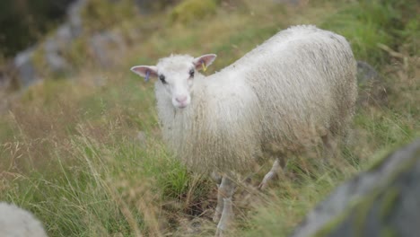 A-close-up-shot-of-the-white-woolly-sheep-with-colorful-ear-tags
