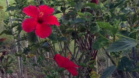 Hawaiianisches-Symbol-Rote-Hibiskusblütenblüte-Im-Botanischen-Garten-Akaka