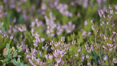 A-close-up-shot-of-the-bumblebee-gathering-nectar-from-the-delicate-pink-heather-flowers