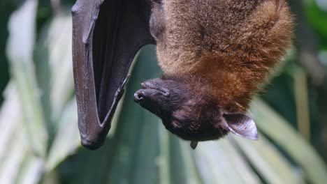 Flying-Fox-Fruit-Bat-Hanging-Upside-Down-On-Its-Roost