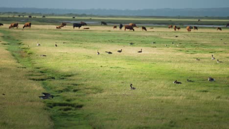 A-flock-of-wild-geese-and-a-herd-of-cows-on-the-lush-green-meadow-on-the-northern-coast