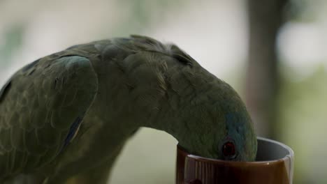 Slow-Motion-Of-A-Festive-Amazon-Parrot-Drinking-Tea-In-A-Cup