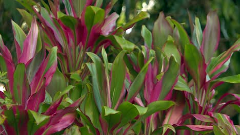 Bunte-Ti-Pflanze-Mit-Lila-Und-Grünen-Blättern,-Die-Sich-In-Der-Tropischen-Brise-Wiegen