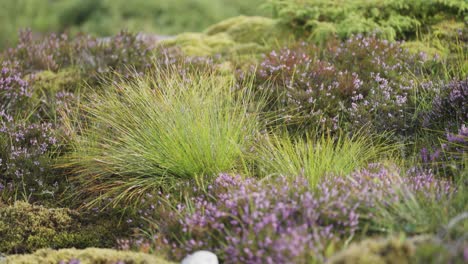 A-close-up-shot-of-the-delicate-mauve-heather-and-fluffy-grasses-in-the-nordic-landscape