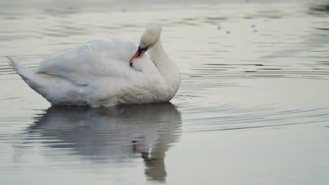 Elegant-white-swan-grooming,-cleaning-feathers