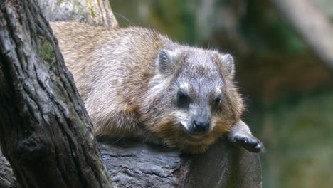 Close-Up-Of-A-Rock-Hyrax-Lying-And-Resting-On-A-Tree-Log-In-Woodland