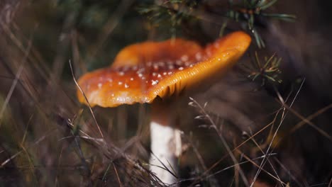 Eine-Nahaufnahme-Des-Pilzes-Mit-Der-Roten-Kappe-Auf-Dem-Waldboden