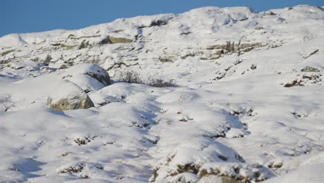 Paisaje-De-Tundra-Cubierto-De-Nieve
