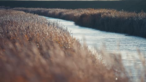 Dry-reeds-sway-in-the-wind-on-the-riverbank