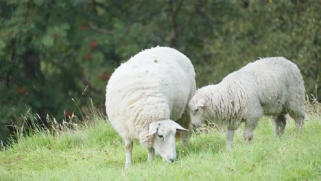 Eine-Nahaufnahme-Der-Beiden-Wolligen-Schafe,-Die-Auf-Dem-Saftig-Grünen-Feld-Grasen