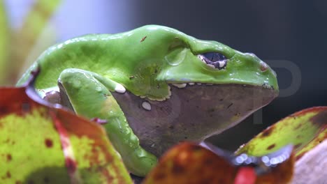 Closeup-Of-Giant-Leaf-Frog--In-The-Zoo