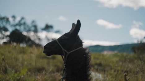 Close-Up-Of-Llama-In-The-Andean-Area-Of-South-America