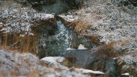 The-first-snow-dusted-over-the-low-bushes-and-withered-grass-on-the-banks-of-the-small-creek