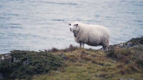 Weiße-Wollige-Schafe,-Die-An-Der-Felsigen-Küste-Des-Fjords-Grasen