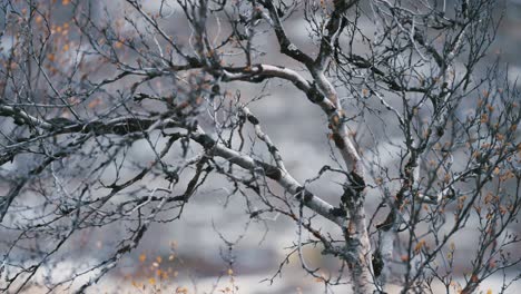A-close-up-video-of-twisted-leafless-branches-of-the-birch-tree-on-the-blurry-background