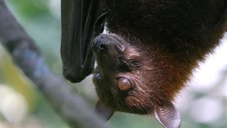 Closeup-Of-Flying-Fox-Fruit-Bat-On-Roost-Eating-Upside-Down-In-Its-Habitat