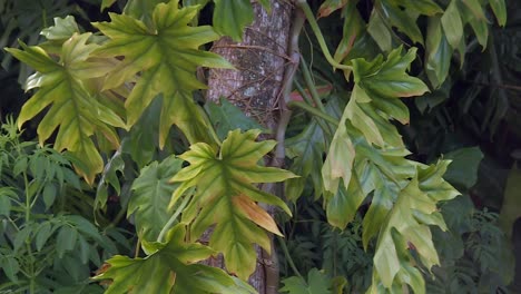 Large-Jagged-Vine-Leaves-Thriving-On-Tree-Trunk-In-Hawaii-Rainforest