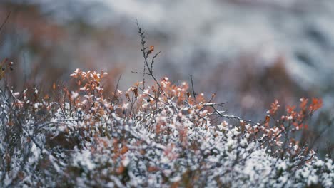 The-light-first-snow-covers-the-bushes-and-withered-grass-in-the-tundra