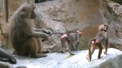 Adult-Hamadryas-Baboon-Pulls-Tail-Of-Infant-So-It-Won't-Run-Away