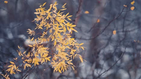 A-close-up-shot-of-the-delicate-branch-with-bright-yellow-leaves-on-the-blurry-background