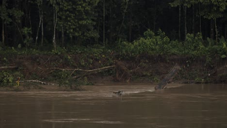 Zerbrochene-Bäume-Mit-Fluss,-Der-Auf-Regenwald-Im-Amazonas-Von-Ecuador-Fließt
