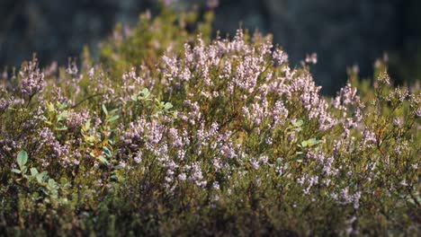 Delicate-pink-heather-shrubs-cover-the-ground