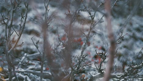 A-close-up-shot-of-the-first-snow-on-the-rowan-trees