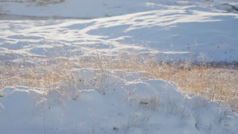 A-close-up-shot-of-the-withered-grass-backlit-by-the-low-sun-in-the-snowy-northern-landscape