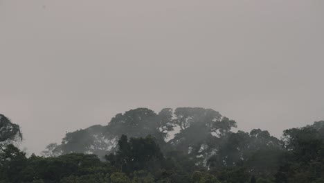 üppige-Vegetation-Im-Nebligen-Amazonas-Regenwald,-Ecuador---Statisch