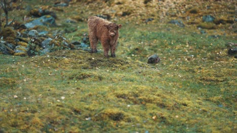 A-tiny-cute-Highlander-calf-grazing-on-a-rocky-field,-looking-around-with-curiosity