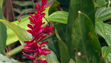 Exotic-Red-Ginger-Flower-Blooming-In-Hawaii-Tropical-Jungle,-Close-Up