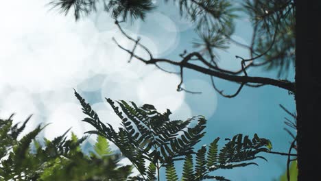 A-close-up-shot-of-dark-green-fern-leaves-and-twisted-pine-tree-branches-on-the-blurry-background
