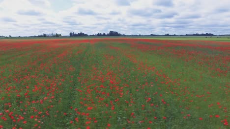 Flowering-Poppies-in-Poppy-Field-1