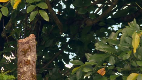 Pájaro-Cardenal-De-Cresta-Roja-Escaneando-La-Selva-Tropical-De-Hawai-Desde-El-Tocón-De-Un-árbol