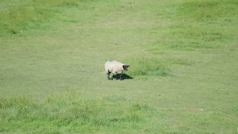 A-lame-sheep-slowly-walks-on-a-lush-green-meadow
