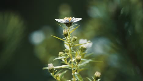 A-close-up-shot-of-the-camomile-flower-on-the-blurry-background