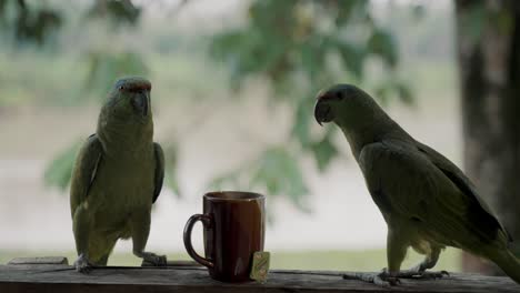Two-Festive-Parrots-And-A-Cup-Of-Tea-In-Ecuador-In-Daytime
