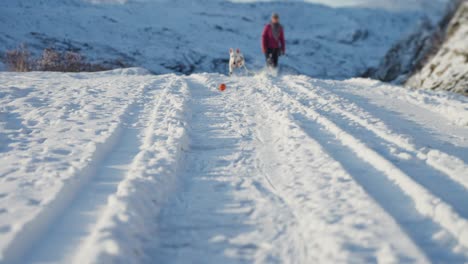 A-miniature-bullterrier-chasing-a-ball-in-a-snow-covered-landscape