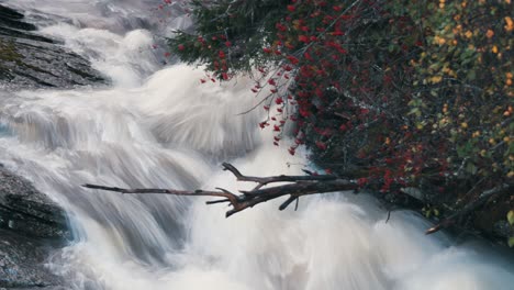 A-rowan-tree-bent-above-the-rushing-stream-of-the-white-water