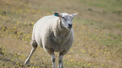 Eine-Nahaufnahme-Der-Weißen-Wolligen-Schafe,-Die-Auf-Der-Wiese-Grasen