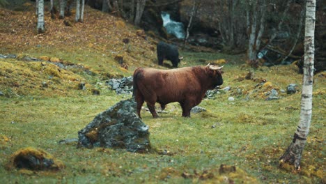 Fluffy-Highlander-cows-grazing-on-a-rocky-field