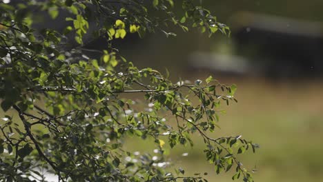 A-close-up-shot-of-the-dark-green-leaves-on-the-thin-branches