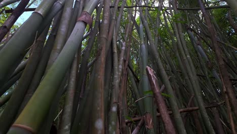 wide-angle-motion-footage-of-Bamboo-stems-with-dense