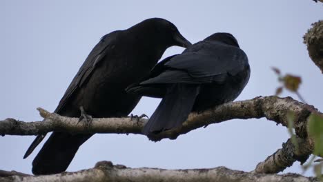 Zwei-Schwarze-Vogelkrähen-Thronten-Auf-Einem-Baum