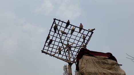 a-number-of-pigeons-perched-on-the-radio